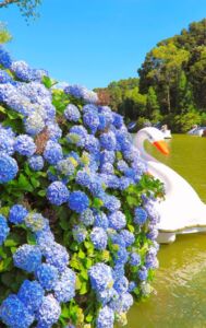 gramado flores